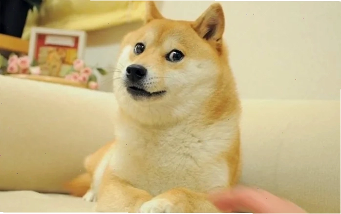 súc vật meme gấu nâu tận hưởng