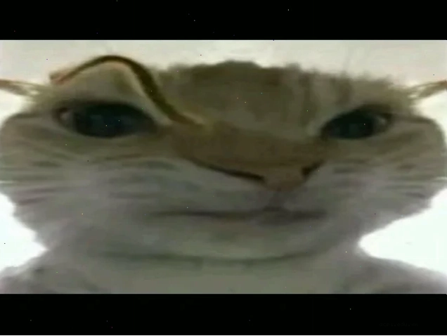 súc vật meme vịt đứng hình