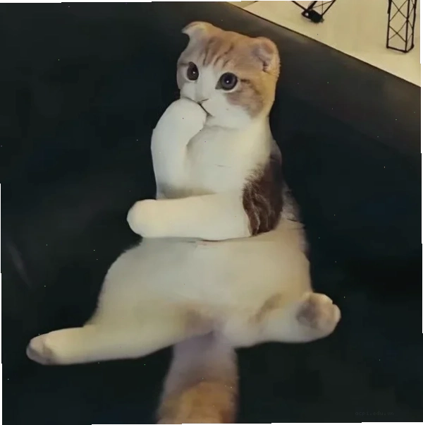 suy nghĩ meme hài hước
