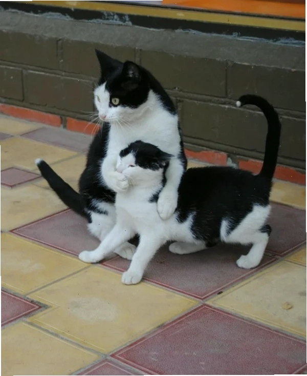 suỵt meme hài