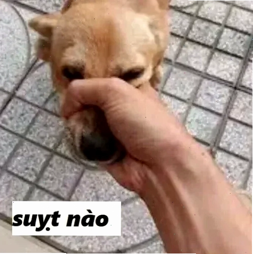 suỵt meme hài hước