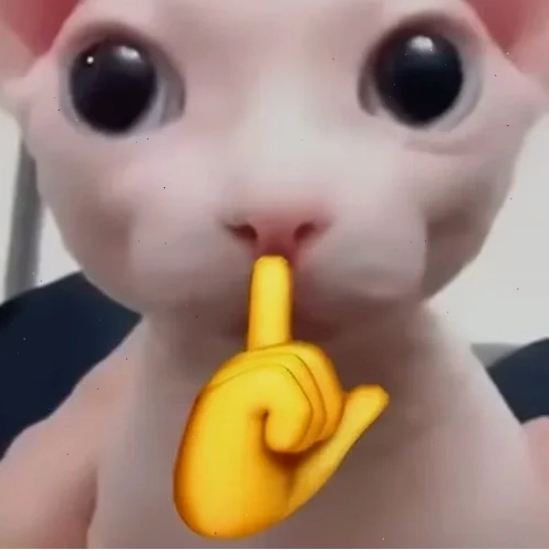 suỵt meme mèo