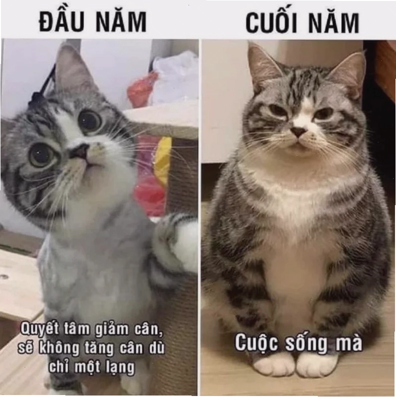 Tet meme rộn ràng