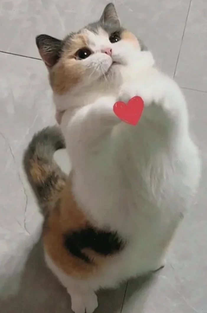 thả tim meme