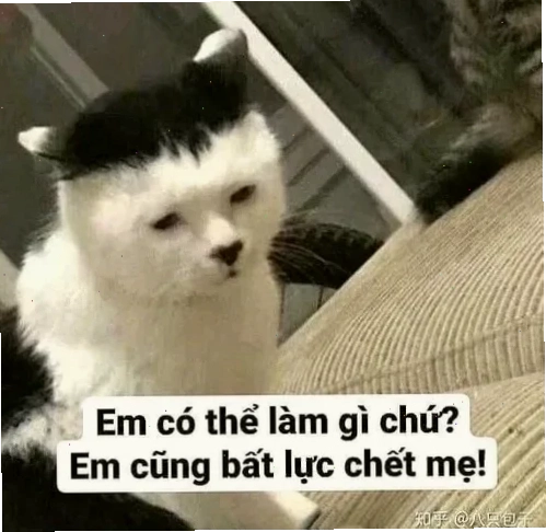thất vọng meme