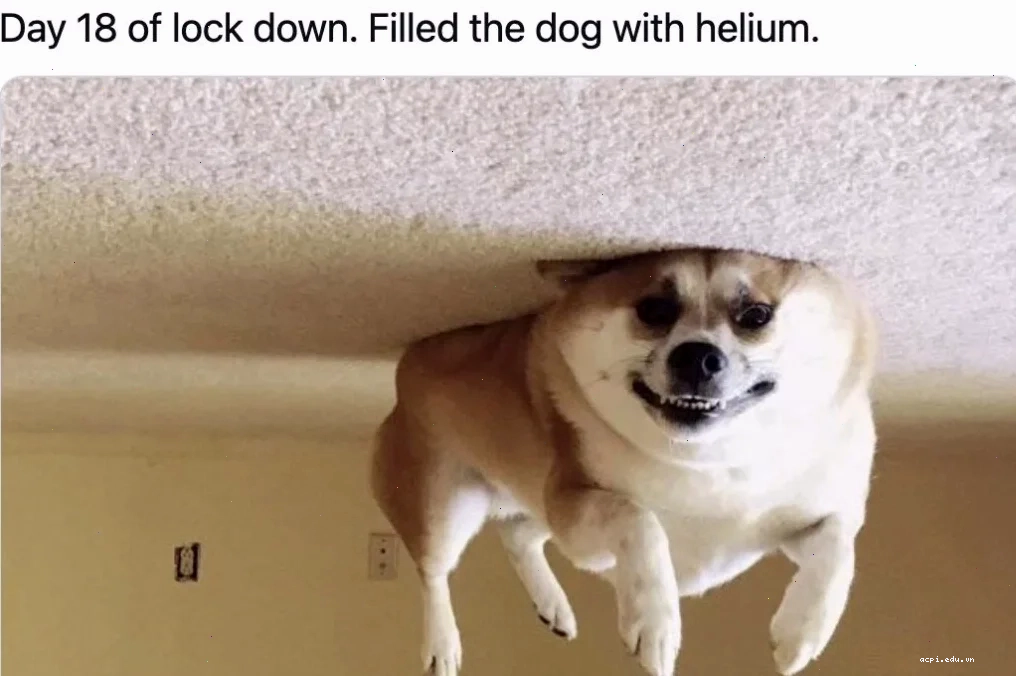 the meme the meme