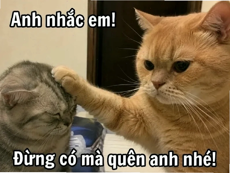 thiện tai meme