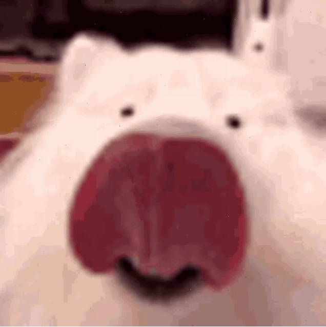 thiết kế mlem meme