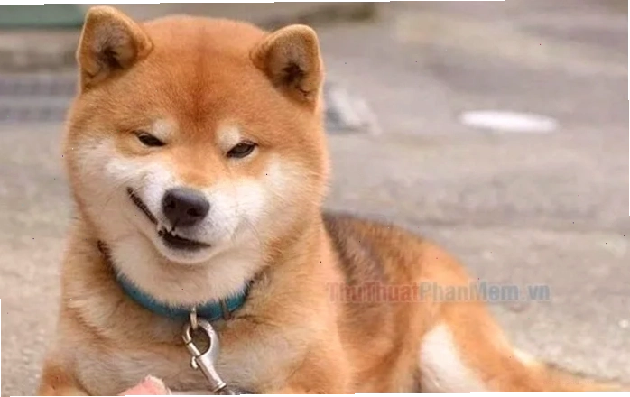 tiếng cười meme