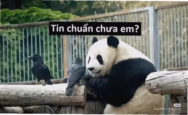 Trader sử dụng tin chuẩn chưa anh meme