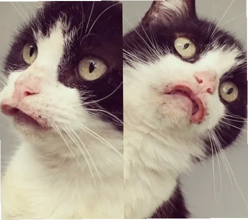 meme vô lý trề môi meme vô lý