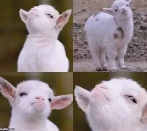tự hào meme shiba