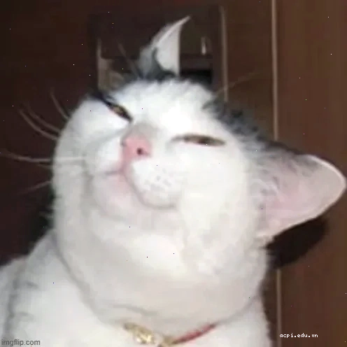 tự hào meme vui vẻ