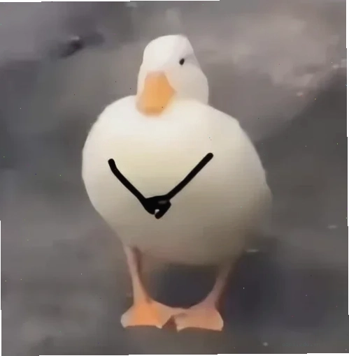 Vịt vàng meme cute