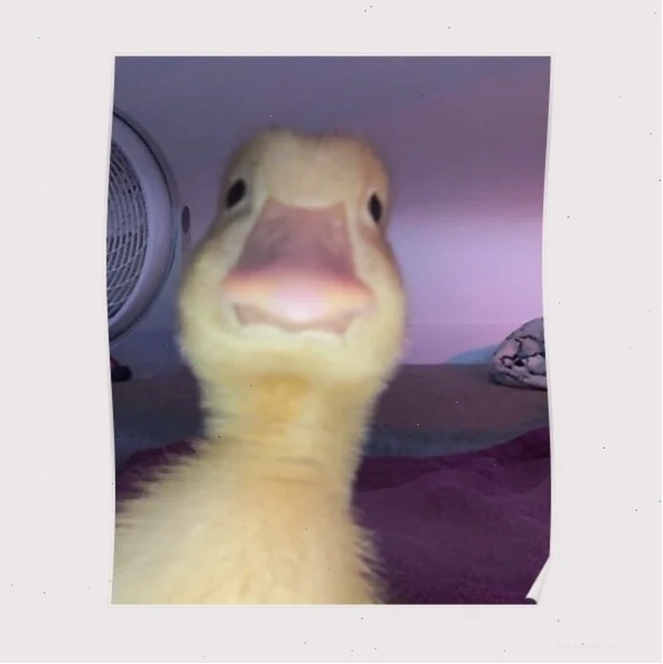 Vịt vàng meme ngơ
