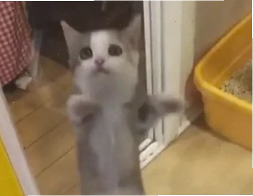 vỗ tay meme