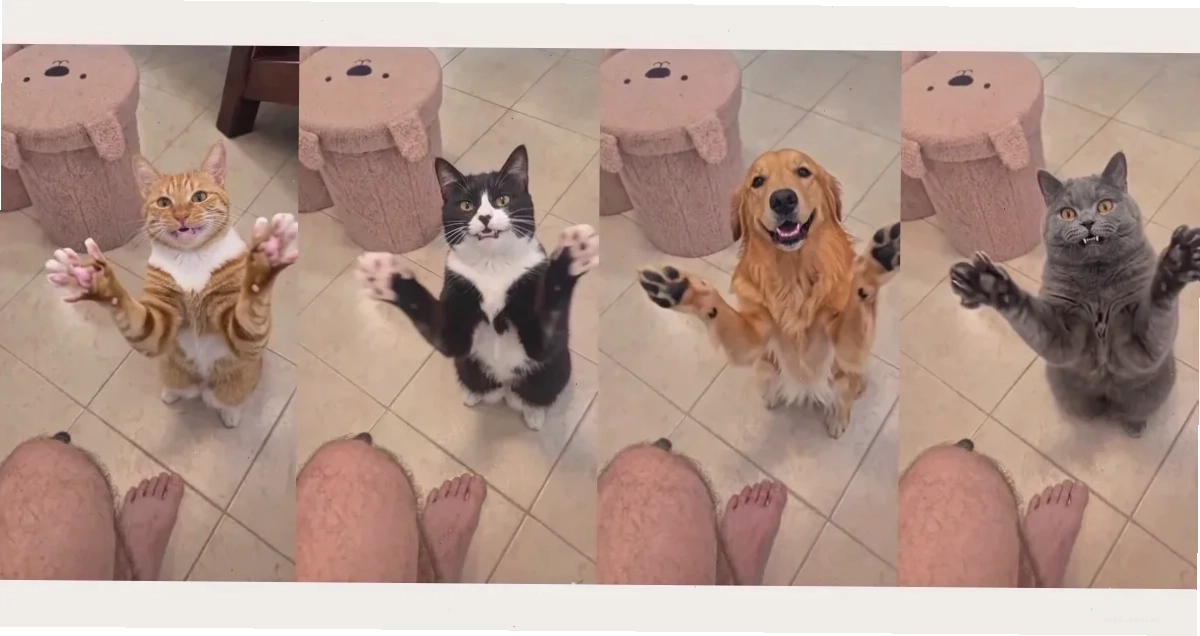 vỗ tay meme