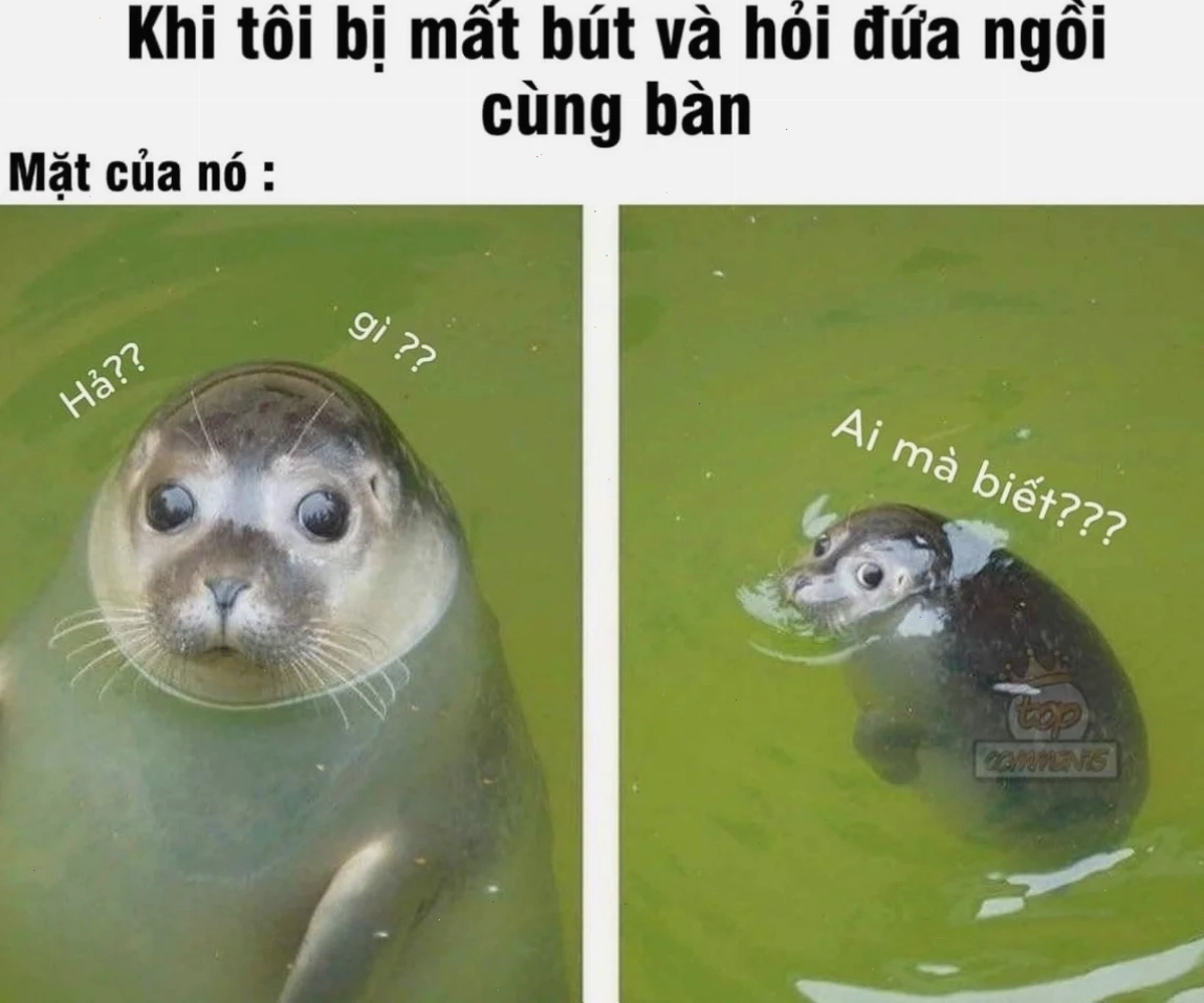 vô tội meme bất ngờ