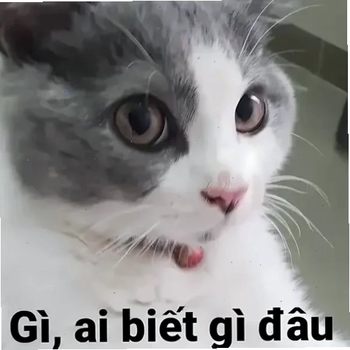 vô tội meme chối tội