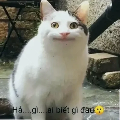 vô tội meme cute