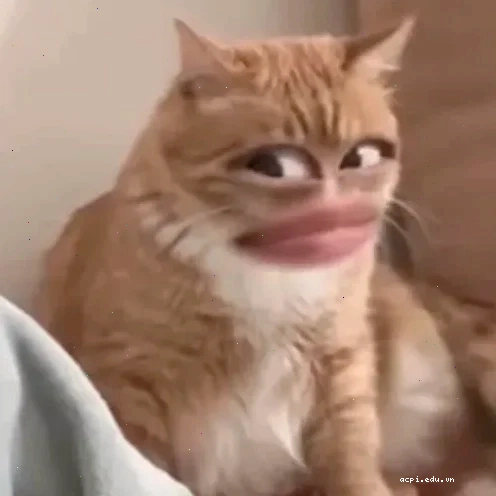 vô tội meme dễ thương