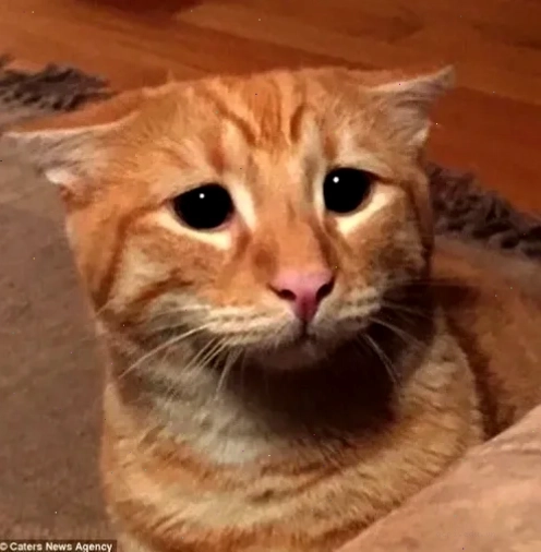vô tội meme lấm lét