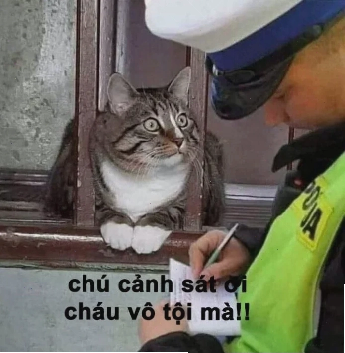 vô tội meme ngây ngô