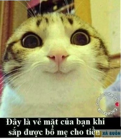 vô tội meme phản ứng
