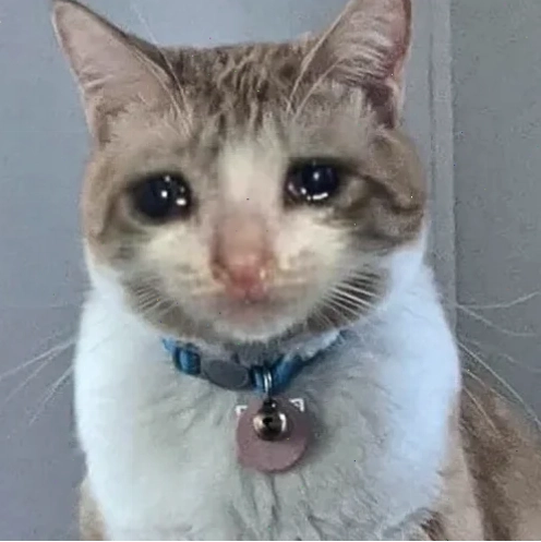 vô tội meme quay đi