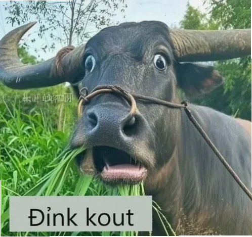 Voi meme đáng yêu