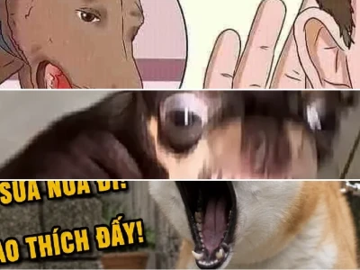 Bộ sưu tập chó sủa meme bá đạo và hài hước nhất hiện nay