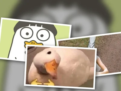 Bộ sưu tập con vịt meme bá đạo dành cho tín đồ giải trí