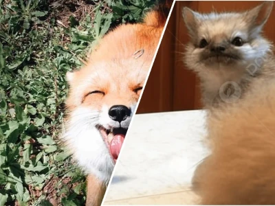 Bộ sưu tập meme con cáo hài hước thách thức mọi giới hạn