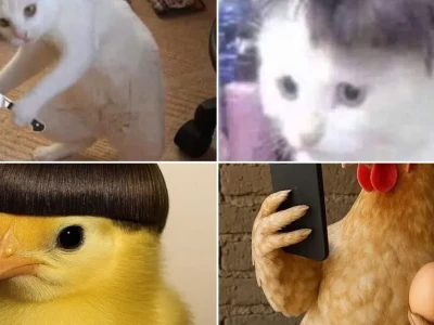 Bộ sưu tập meme động vật cười đau bụng cho dân chơi hệ bựa