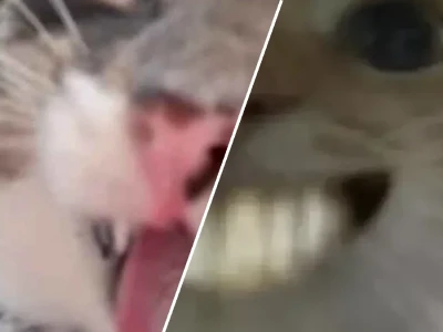 Bộ sưu tập meme mèo cười siêu bựa làm mưa làm gió mạng