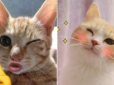 Bộ sưu tập meme mèo nháy mắt cực hài hước và bá đạo