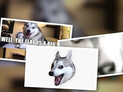 Chùm meme husky ngáo siêu lầy lội khiến bạn cười xỉu