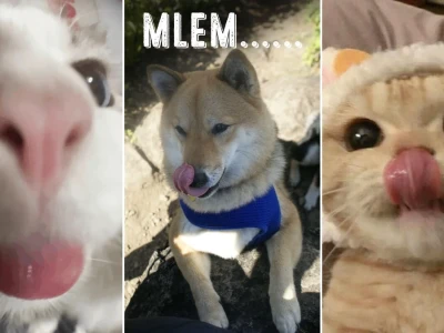 Cười té ghế với bộ sưu tập mlem meme siêu lầy lội