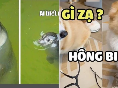 Giải mã hả gì ai biết đâu meme cực hài hước cho giới trẻ