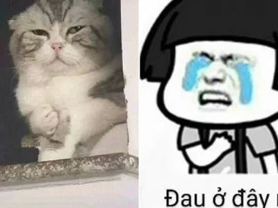 Hài hước với trend đau ở đây này meme cực thấm cho bạn