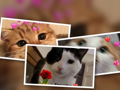 Kho 101+ ảnh mèo meme love siêu bựa cho con sen chính hiệu