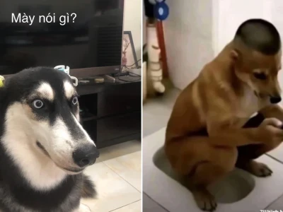 Kho meme chó mèo siêu lầy lội cho hội bạn thân