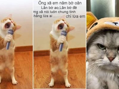 Mê mẩn bộ sưu tập meme mèo hát cực hài và lầy lội