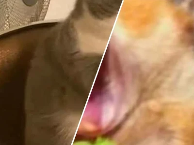 Meme hét đầy uy lực cho dân chơi hệ viral cực đỉnh