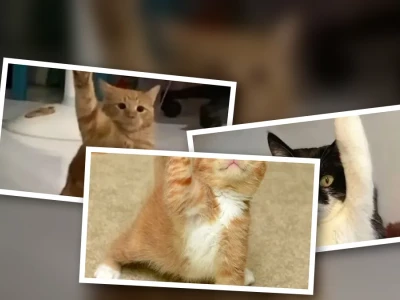 Meme mèo giơ tay cực bựa và hài hước cho hội lầy lội