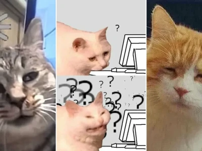 Meme mèo khó hiểu xem là cười nghiêng ngả cả ngày