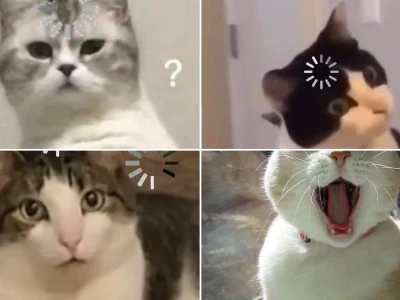 Meme mèo load đỉnh cao cho dân mạng hay đơ người
