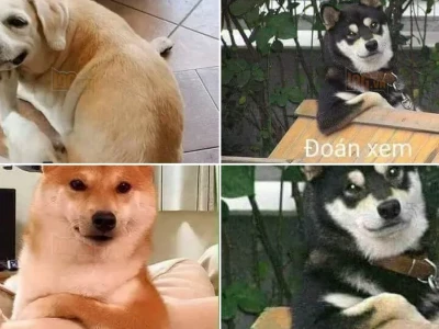 Thử thách đoán meme đoán xem cực lầy lội cho dân chơi