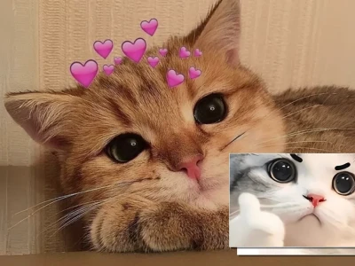 Tổng hợp 101 bộ sưu tập meme mèo cute cho con sen lầy lội