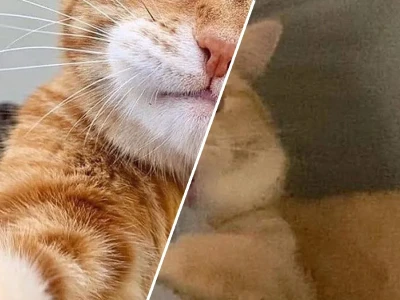 Tổng hợp 299+ ảnh meme cat cực hài hước cho con sen